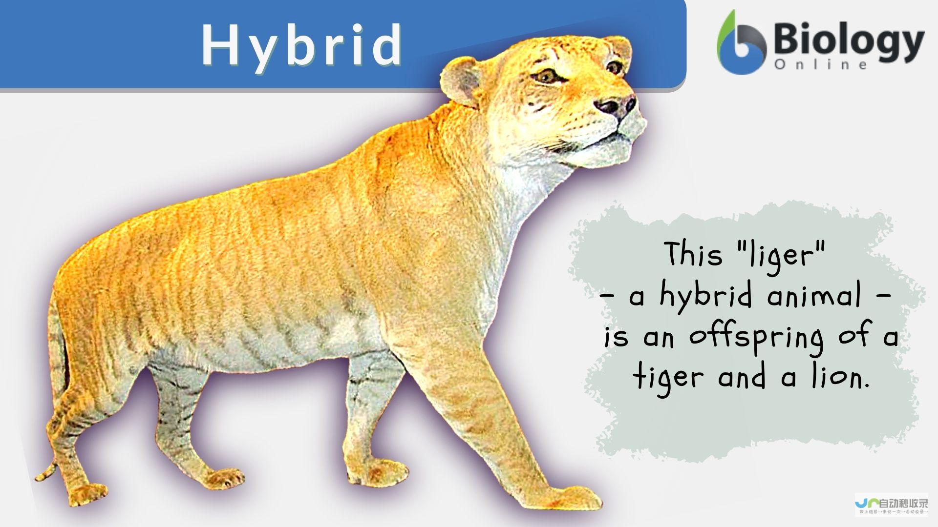 Hybrid开发全攻略：从零开始构建跨平台移动应用，涵盖核心技术和最佳实践